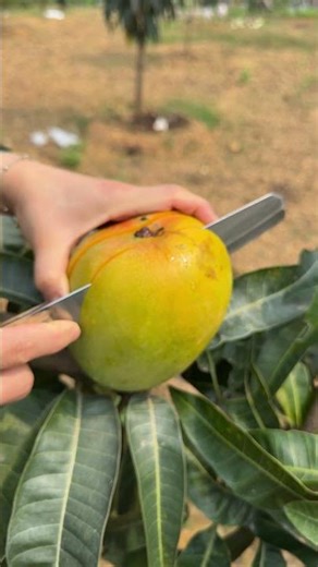 Golden Mango Slice Perfection