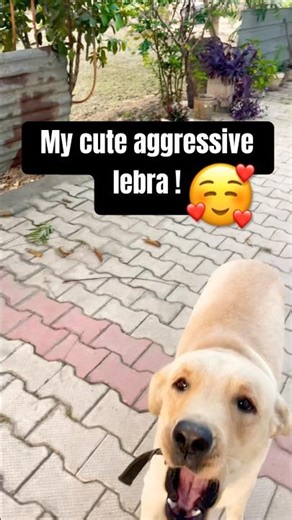 My Labrador Being Cute and Aggressive at the Same Time 😍🐾 | Funny Dog Shorts
