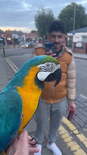 Parrot Saying Hello Compilation