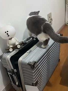 Curiosity vs. Cats: The Ultimate Chaos! 🐾