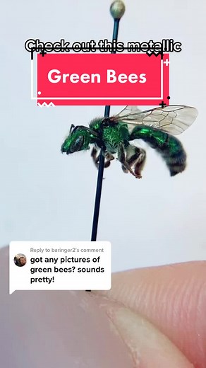 Exploring the Fascinating Metallic Green Sweat Bee