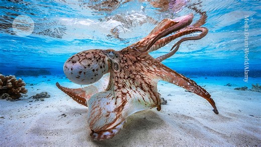 Do octopus brains work like humans’ — or is there another way to be smart?