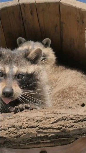 Discover Why Raccoons Are the Ultimate Cool Animals! 🦝