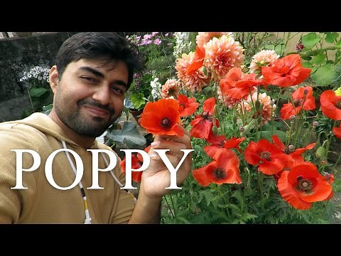 Poppy Flower | Poppy Plant Care | How To Grow Poppies | পপি ফুল , पॉपी फूल