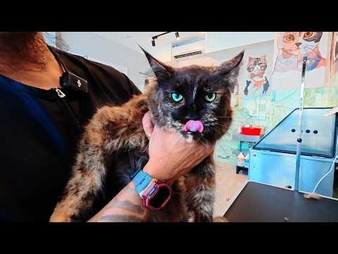 Pepper went on Acrobatics in the Bath 🙀 (Penny's Sister)