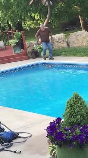 Rescuing a Baby Deer from the Pool - Heartwarming Moment Caught on Camera