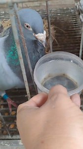 Drinking water | Joty's Aviary