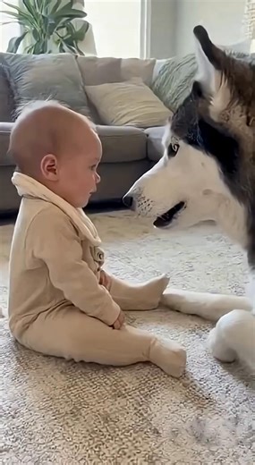 Dog Sings Opera for Baby! Funniest Howling Duet! 허스키가 아기에게 불러주는 오페라! 역대급 하울링 | Beauty Collective | Facebook