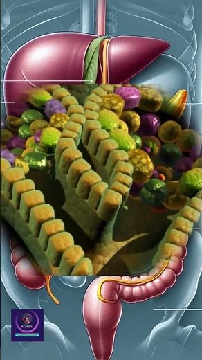 Pancreas | An Accessory Digestive Organ and Its Role in Digestion