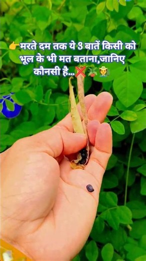 How to collect Aprajita flower seeds ❌🌱🌰#garden #seeds #nature #shorts #ytshort #trueline #viral