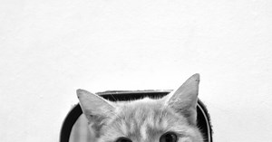 Installer une chatière