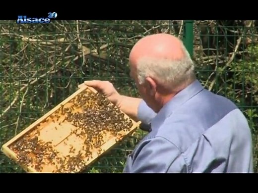 L'apiculture en ville ! (Alsace)