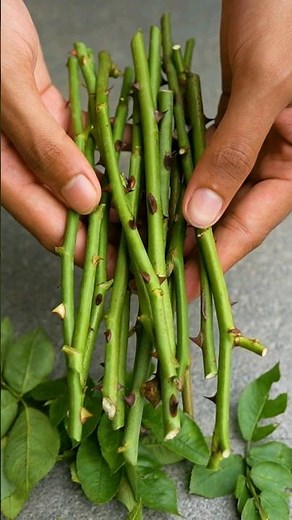 🌿Simple method of grow rose plants from cuttings using turmeric powder🌹 #rose #gardening