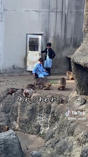 千葉県市川市動植物園のひとりぼっち子ザル「パンチくん」