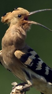 The teen who reinvented wildlife photography—now a feature documentary. Bence Máté shows how invisibility and patience create action images. Stay close—latest films, direct. https://www.messenger.com/channel/filmjungle 👍👍👍 ⭐ Enjoyed this clip? Please click the Facebook Star in the comments section— it really helps! #Filmdzsungel #wildlifephotography #BenceMate #naturefilm | Filmdzsungel Stúdió