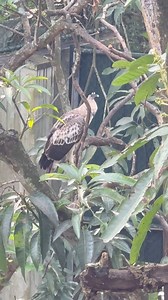 This beautiful crested Hawk Eagle came to visit me in Colombo | Otara Gunewardene