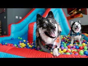 Puppy Surprised with Giant Ball Pit Bounce House!
