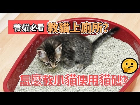 如何教導貓咪使用貓砂盆？