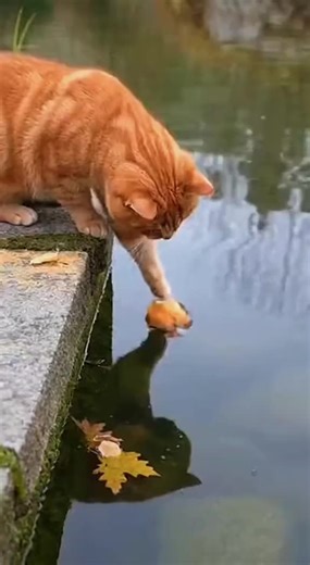 smart cat #dog #funnydog #funnyprank #trending #foryoupage