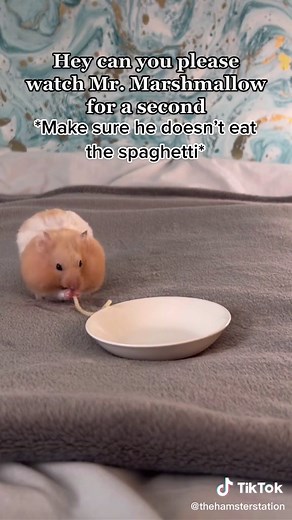 Cute Hamster Behaving Well ❤️