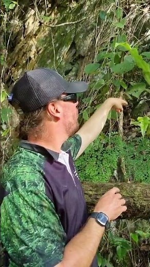 Australia's Most Dangerous Tree? Dendrocnide Moroides.