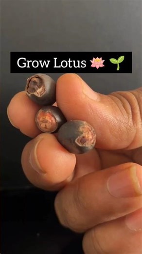 Growing Lotus From Seed | Timelapse 🪷#shorts #plants #garden #gardening
