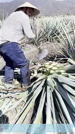 Harvesting Agave with Machetes: The First Cut in Crafting Mexico’s Spirit