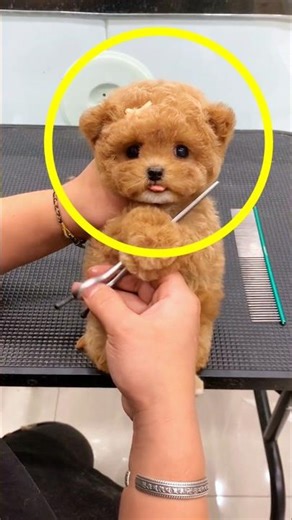 dog grabs the scissors during haircut ❤️ #shorts