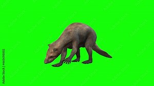 3d animation a Beaver animal looks around nervously and sniffs the ground..