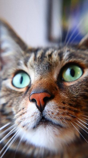 1.6K views · 206 reactions | Anything to help us ignore your nonsense!  Did you know this ear floof facts?  #catears #catfloof #catfacts #funnycats #catjokes #liamtheeverydaycat | Liam The Everyday Cat | Facebook