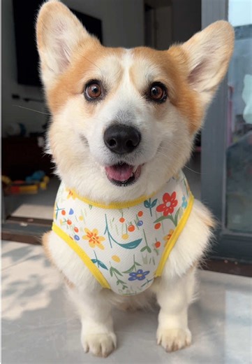 Corgi fashion time.#corgi #dog #mypet #cute | corgi