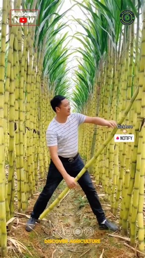 93K views · 46 reactions | Step into the serene beauty of this...