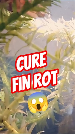 Stop Fin Rot Fast 😱 Betta Fish Water Change Hack