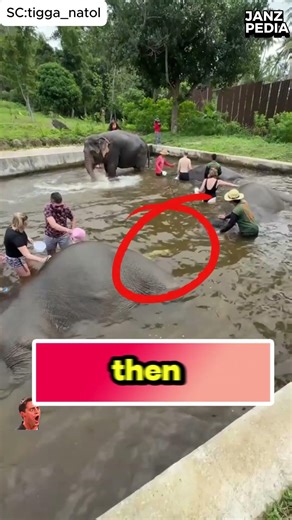 She Thought Bathing an Elephant Would Be Fun… Until This Happened