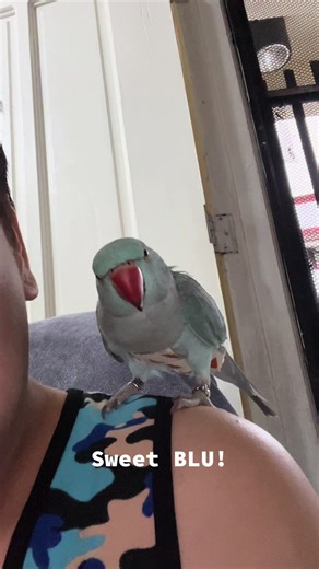 The Bird Gang on TikTok