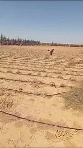 فرصه الحق عرض التخفيض قبل نفاذ الكميه 01003677232🔶 01010766047🔶 🔷 متاح شتلات البونيكام البرازيلى mg12 لعام 2023 ✅✅ ** ويتميز البونيكام ب :_ 1/ بنعومة الساق لآخر العود☘️ 2/ تتقبله جميع انواع المواشي🐑🐃🐄🐑🐪🐴 3/ معمر ف الأرض فوق ال 7سنوات متتاليه 4/ لديه نسبه بروتين وطاقة عاليه 5/ يتحمل الملوحه العاليه ف الأرض 6/ تتم زراعته ف جميع الترب سواء رامليه أو طينيه 🍃 7/ يتقبل الملوحه فالارض لحد 8الاف 8/محتوي البروتين : 16%في المادة الخضراء ويعتبر بذلك أعلى نسبة بروتين في كل أنواع البونيكام الموجودة