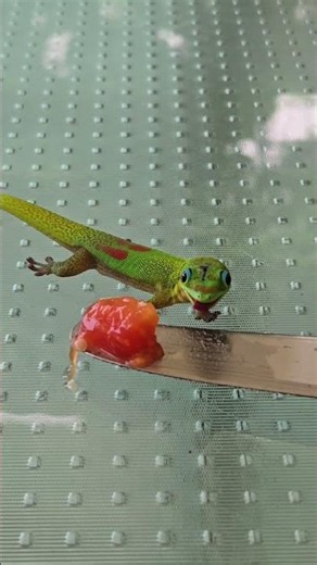 Hawaii - Gold Dust Day Gecko Eating Fruit on a Stick #hawaii #gecko