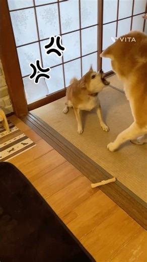 ベスポジは譲れないマーティ🐺 #秋田犬の居る暮らし #柴犬