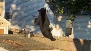 Video: Bear falls from backyard tree after being tranquilized in R.I.