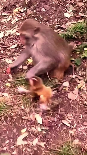 Monkeys Interacting in Forest Environment