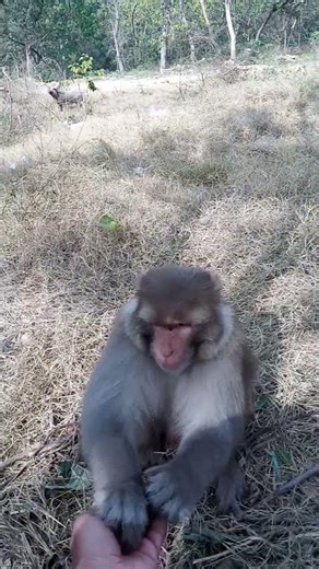 Unbelievable Sighting: Wild Pigs Intrude on Monkeys' Territory! 🐒🐖 #MonkeysAndPigs | wood animals