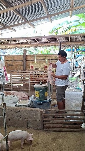 #deworm #piglet #hogfarming #piggeryfarming #pigfarming #livestockfarming #pigindustry #farming101