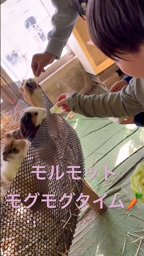 モルモットが夢中で食べる姿に癒やされる🐹🥕 #モルモット#小動物* #ペット動画* #癒し動画 #もぐもぐタイム* #かわいい* #動物好き#日常vlog* #ショート動画 #子どものいる暮らし