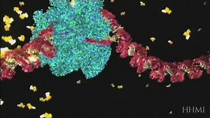 What is RNA transcription?