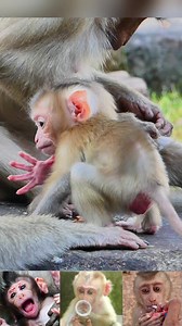 Cute baby monkey Jovi is constantly on her feet and has strong arms and legs #monkeys | Nature Life