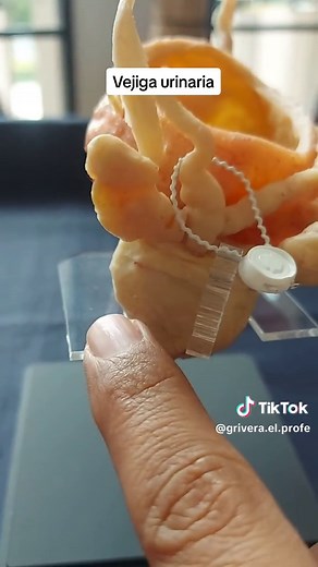 Vejiga urinaria humana: anatomía, uréteres y próstata