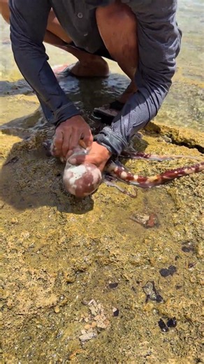 : Catching and Cleaning a Fresh Octopus by the Beach! 🐙🌊
