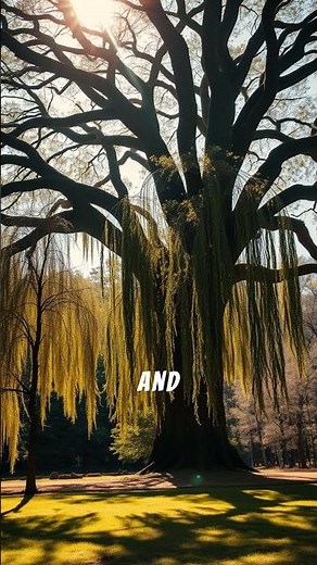 The Ancient Celtic Secret: How Trees Predicted Your Destiny