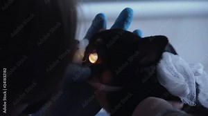 Veterinarian ophthalmologist checks the eyes of a dog, biomicroscopy. Biomicroscopy of the eye is method of examining the eye environments with the help of slit lamp. Veterinarian doing medical
