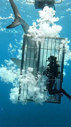 “Steel vs Jaws – Survival in the Blue” #GreatWhiteShark #CageDive #UnderwaterThrill